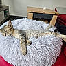 cat, kitten, tabby, sleeping, sleepy, relaxed, stretched, fluffy, cushion, sofa, red_sofa, living_room, home, furniture, wooden_table, cozy, indoor, pet, whiskers, nap