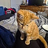 cat, kitten, orange_tabby, ginger_fur, pet, animal, sitting, indoors, living_room, lap, black_clothing, tail, whiskers, ears, paws, blanket, television, dresser, laundry_basket, cozy