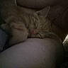 Goldie Vance joined the competition — help win amazing prizes! cat, tabby, orange_cat, sleeping, sleepy, curled_up, pet, animal, whiskers, ears, closed_eyes, pink_nose, fur, cozy, blanket, lap, indoors, dim_lighting, relaxed, nap