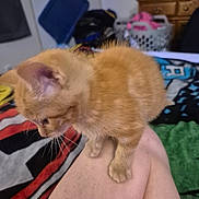 Goldie Vance is registered to the contest to win money with this photo: kitten, cat, orange_cat, pet, animal, furry, whiskers, ears, paws, sitting, person, leg, indoors, bedroom, blanket, clothing, laundry_basket, dresser, household, portrait