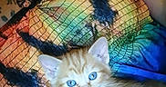 Goldie Vance joined the competition — help win amazing prizes! cat, kitten, ginger_cat, orange_cat, blue_eyes, fluffy, fur, cute, pet, animal, portrait, closeup, sitting, lying_down, blanket, couch, indoors, home, cozy, colorful
