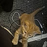 Goldie Vance is registered to the contest to win money with this photo: cat, kitten, orange_cat, fluffy, fur, pet, animal, whiskers, ears, paws, tail, sitting, indoors, carpet, lap, cables, electronics, charger, closeup, playful