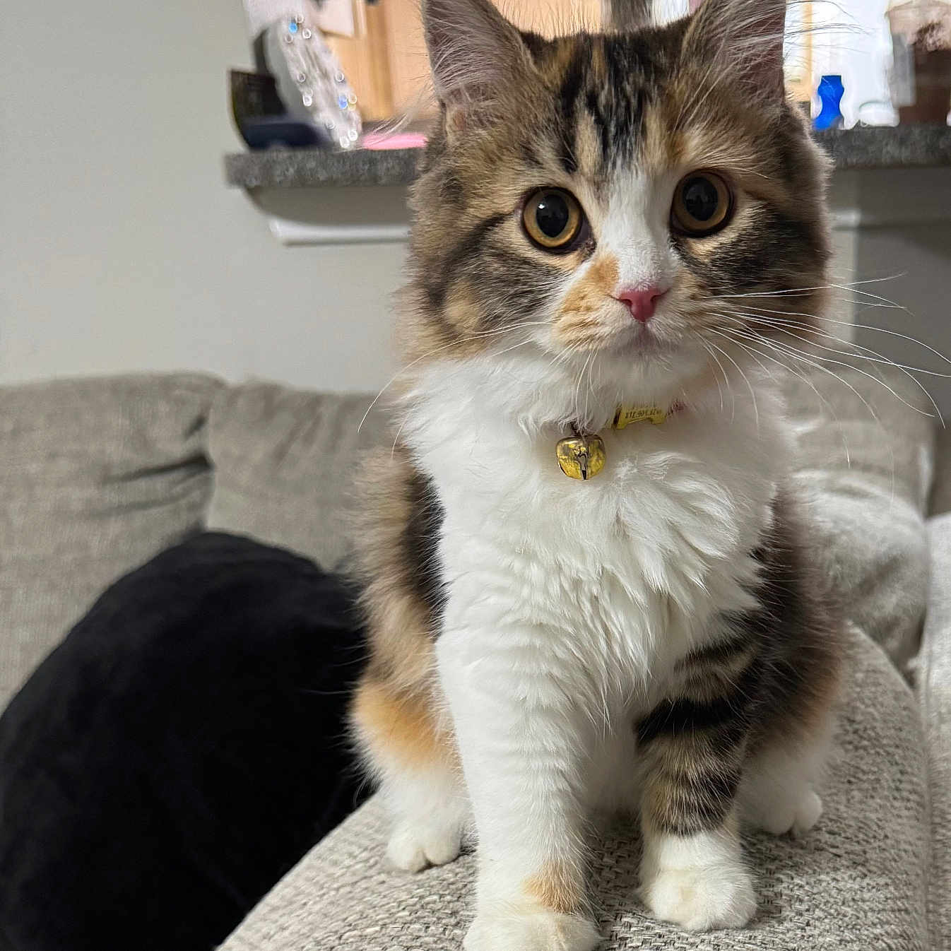 Mochi is registered to the contest to win money with this photo: alert, bell, cat, closeup, collar, couch, curious, cute, domestic_animal, feline, fluffy, fur, home, indoors, kitten, pet, relaxed, sitting, whiskers, young