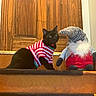 cat, black_cat, pet, animal, striped_shirt, clothing, garden_gnome, gnome, stuffed_toy, red, white, wooden_door, wood, indoors, portrait, sitting, green_eyes, funny, companionship, home_decor