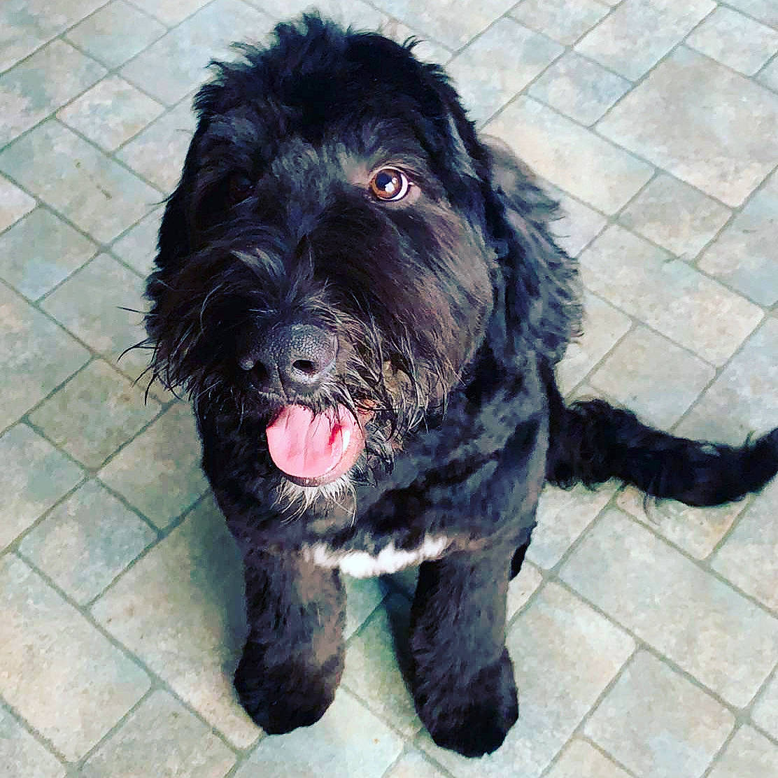 Bear is registered to the contest to win money with this photo: black_russian_terrier, canidae, cao_da_serra_de_aires, carnivore, cockapoo, companion_dog, dog, dog_breed, labradoodle, mammal, poodle_crossbreed, rare_breed_dog, schnoodle, sporting_group, terrier, vertebrate