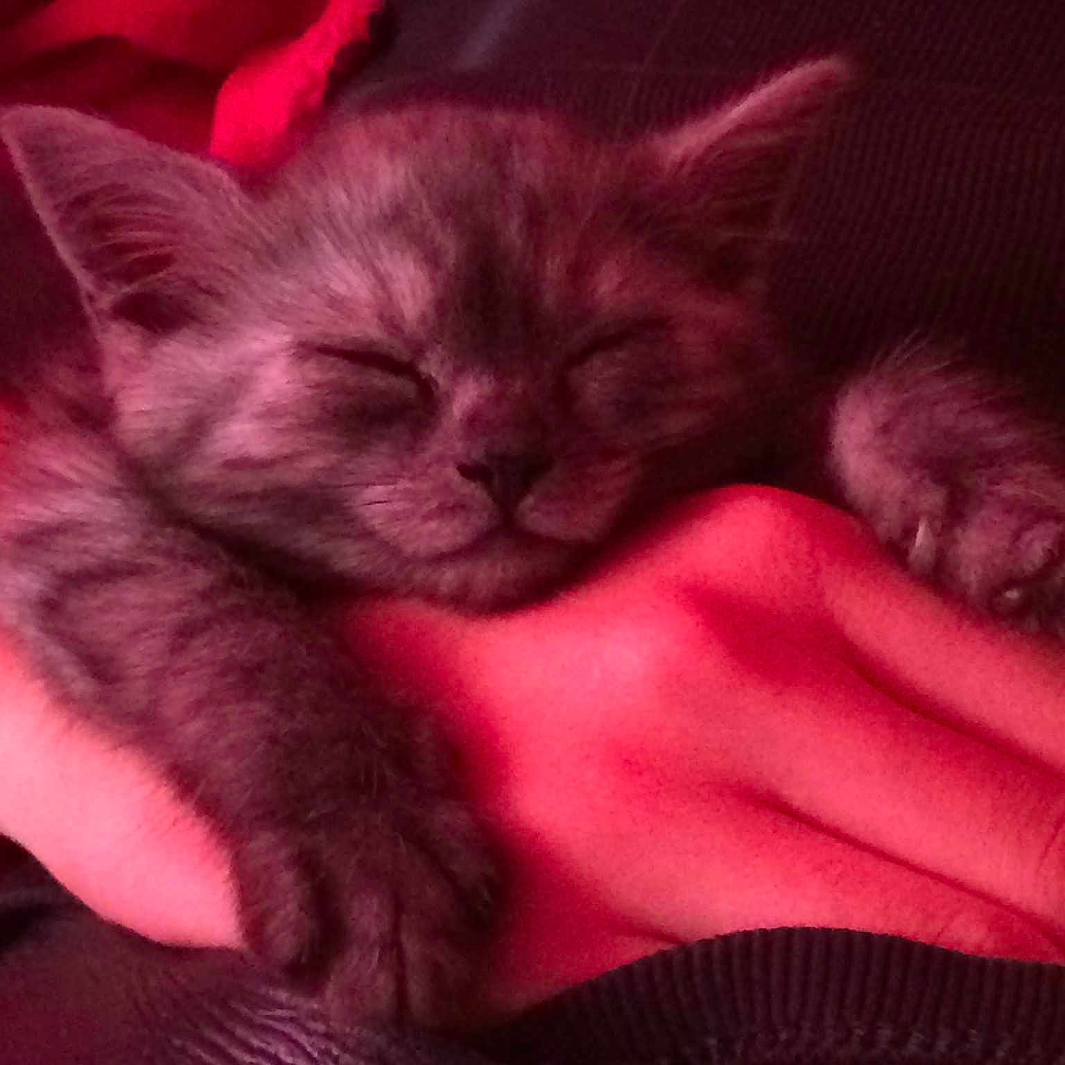 Darci
