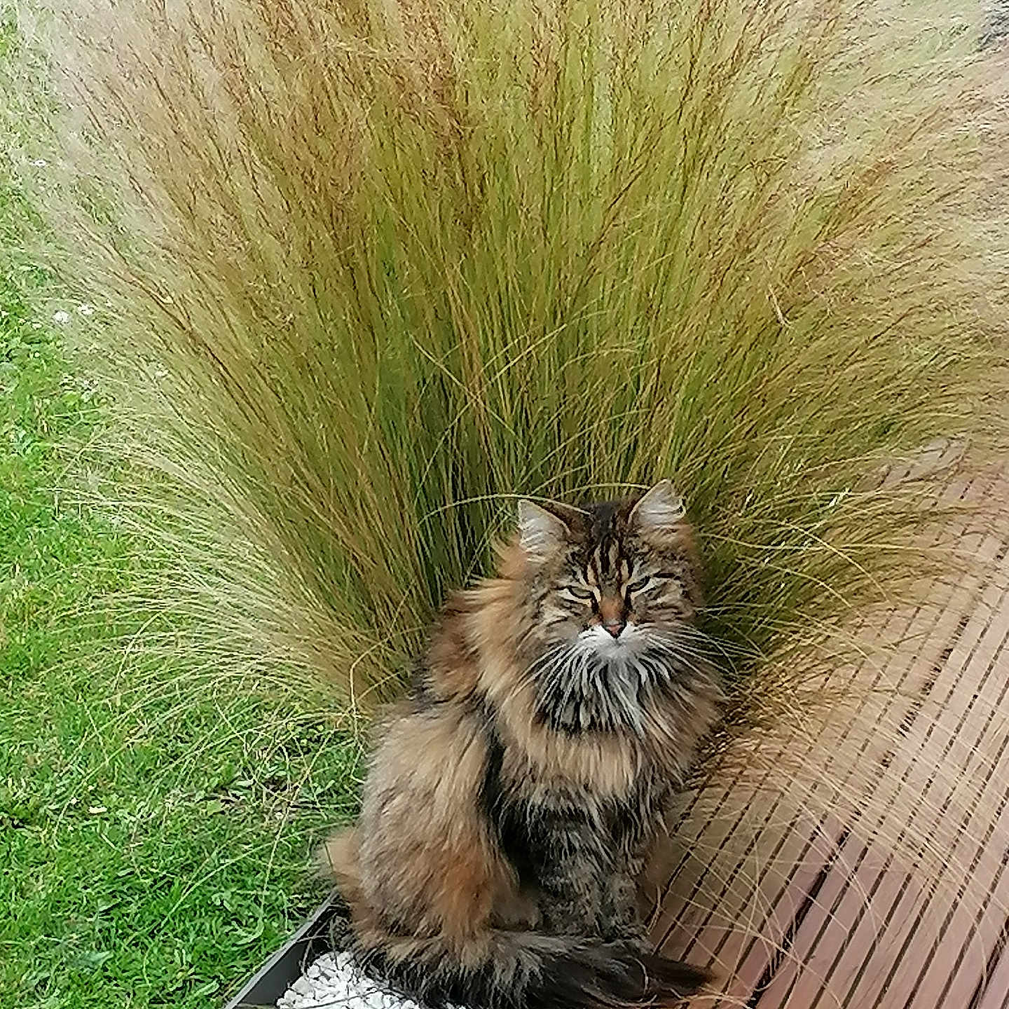 Osiris a rejoint le concours — aidez-le/la à gagner de superbes lots ! animal, backyard, cat, grass, herbal, herbs, indoors, jar, nature, outdoors, pet, plant, planter, pottedplant, pottery, reed, vase, vegetation, wood, yard