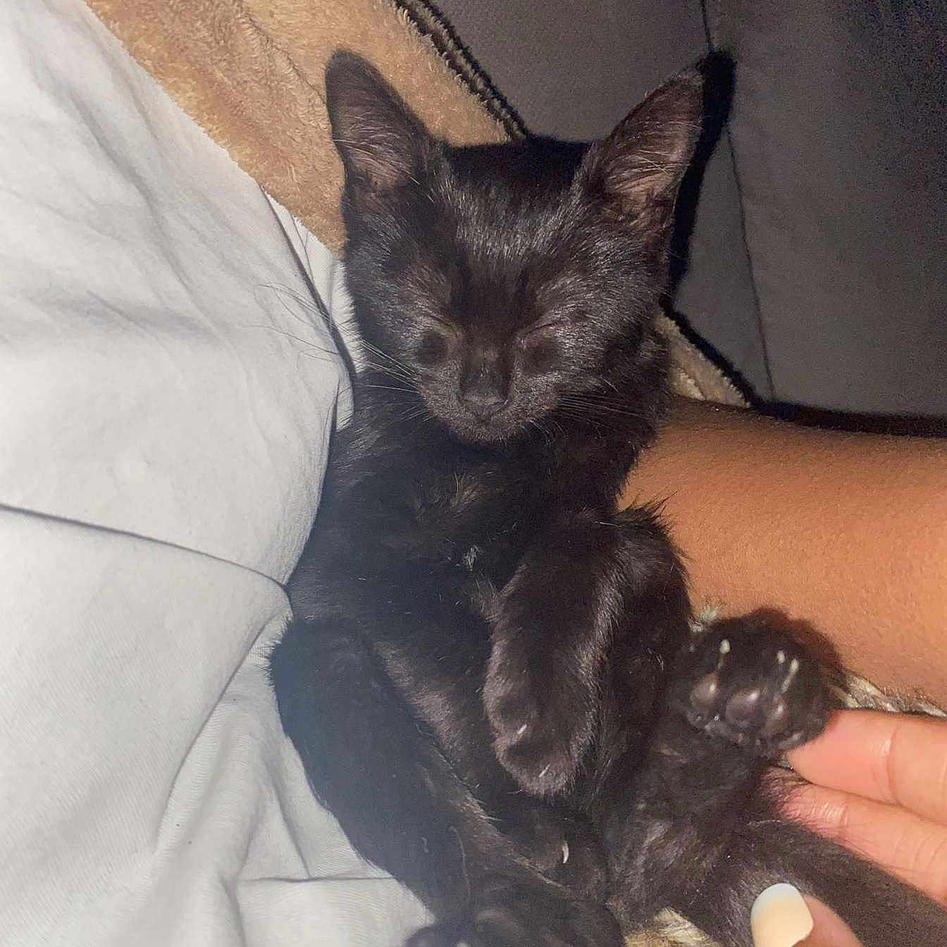 Poppy participe au concours pour gagner de l'argent avec cette photo : animal, bed, bedroom, blackcat, blanket, bodypart, cat, couch, cushion, finger, furniture, hand, homedecor, indoors, kitten, manx, person, pet, room, sleeping