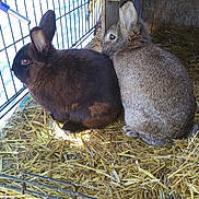 Sootfoot And Bunbun joined the competition — help win amazing prizes! animal_shelter, cage, domestic_rabbit, fawn, fodder, hare, hay, mammal, rabbit, rabbits_and_hares, straw, vertebrate