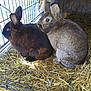Sootfoot And Bunbun is registered to the contest to win money with this photo: animal_shelter, audubons_cottontail, chinchilla, domestic_rabbit, fawn, hare, hay, lower_keys_marsh_rabbit, mammal, mountain_cottontail, rabbit, rabbits_and_hares, rodent, vertebrate, wood_rabbit