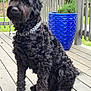 dog, black_dog, curly_fur, sitting, collar, checkered_collar, deck, wooden_deck, planter, blue_planter, plant, green_shrub, outdoor, fence, pet, canine, fur, portrait, animal, backyard