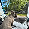 Knuckles joined the competition — help win amazing prizes! camping, daytime, dog, french_bulldog, leisure, mesh_window, nature, outdoor, pet, recreation, resting, rv, side_view, summer, sunlight, tent, tongue_out, trees, vehicle, water_bottle