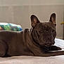 dog, french_bulldog, pet, brown_coat, indoors, bed, blanket, portrait, resting, brindle, ears, paws, close_up, shallow_depth_of_field, bokeh, cozy, home_interior, furniture, companion, whiskers