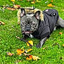 Knuckles joined the competition — help win amazing prizes! dog, french_bulldog, bulldog, pet, coat, jacket, fur, ears, eyes, tongue, leash, grass, leaves, autumn, stick, paws, close_up, portrait, outdoor, playful