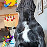 Knuckles is registered to the contest to win money with this photo: animal, birthday_cake_emoji, black_dog, canine, celebration, confetti_emoji, couch, dog, fun, furniture, home_decor, indoors, living_room, muscular, party_hat_emoji, pet, sitting, upward_gaze, wall_art, white_patch