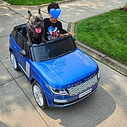Knuckles joined the competition — help win amazing prizes! blue_car, child, clothing, curb, daylight, dog, french_bulldog, grass, happy, leash, outdoor, parked_car, pet, play, range_rover, shadows, short_hair, sidewalk, toy_car, vehicle