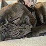 Knuckles joined the competition — help win amazing prizes! dog, sleeping, french_bulldog, close_up, pet, nap, snout, wrinkles, nose, tongue, paw, fur, indoor, couch, pillow, relaxed, cute, sleeping_pet, whiskers, portrait