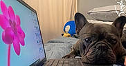 Knuckles joined the competition — help win amazing prizes! animal, bed, closeup, cozy, curtain, cute, dog, electronics, flower_wallpaper, french_bulldog, indoor, laptop, pet, pillow, plush_toy, resting, sleepy, sofa, technology, text_overlay
