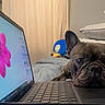 animal, bed, closeup, cozy, curtain, cute, dog, electronics, flower_wallpaper, french_bulldog, indoor, laptop, pet, pillow, plush_toy, resting, sleepy, sofa, technology, text_overlay