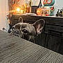 dog, french_bulldog, pet, peeking, table, wood_texture, dresser, indoor, curious, ears, eyes, close_up, lamp, bottles, decor, owl_statue, countertop, domestic, evening, portrait
