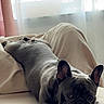 bed, blanket, couch, cozy, curtain, cute, dog, ears, french_bulldog, home_interior, indoor, lying_down, natural_light, paws, pet, portrait, relaxed, short_muzzle, window, wrinkles