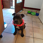 Nino participe au concours pour gagner de l'argent avec cette photo : brown_dog, collar, daylight, dog, door, ears, floor_tiles, food_bowls, home, indoor, looking_at_camera, mat, open_door, pet, pink_collar, puppy, sitting, tile_floor, white_chest_patch, window