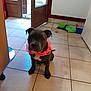 brown_dog, collar, daylight, dog, door, ears, floor_tiles, food_bowls, home, indoor, looking_at_camera, mat, open_door, pet, pink_collar, puppy, sitting, tile_floor, white_chest_patch, window