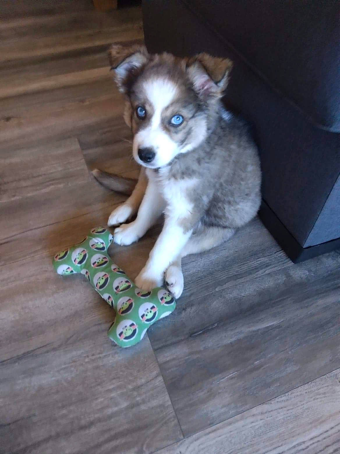 Diesel joined the competition — help win amazing prizes! canidae, carnivore, companion_dog, dog, dog_breed, dog_supply, fashion_accessory, fawn, flooring, fur, hardwood, sporting_group, tail, toy_dog, whiskers, wood, wood_flooring, wood_stain, working_animal, working_dog