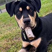 Rocky joined the competition — help win amazing prizes! animal, black_and_tan, brown_eyes, closeup, collar, cute, daylight, dog, ears, fence, fur, grass, lying_down, nature, outdoor, pet, playful, snout, stick, young_dog