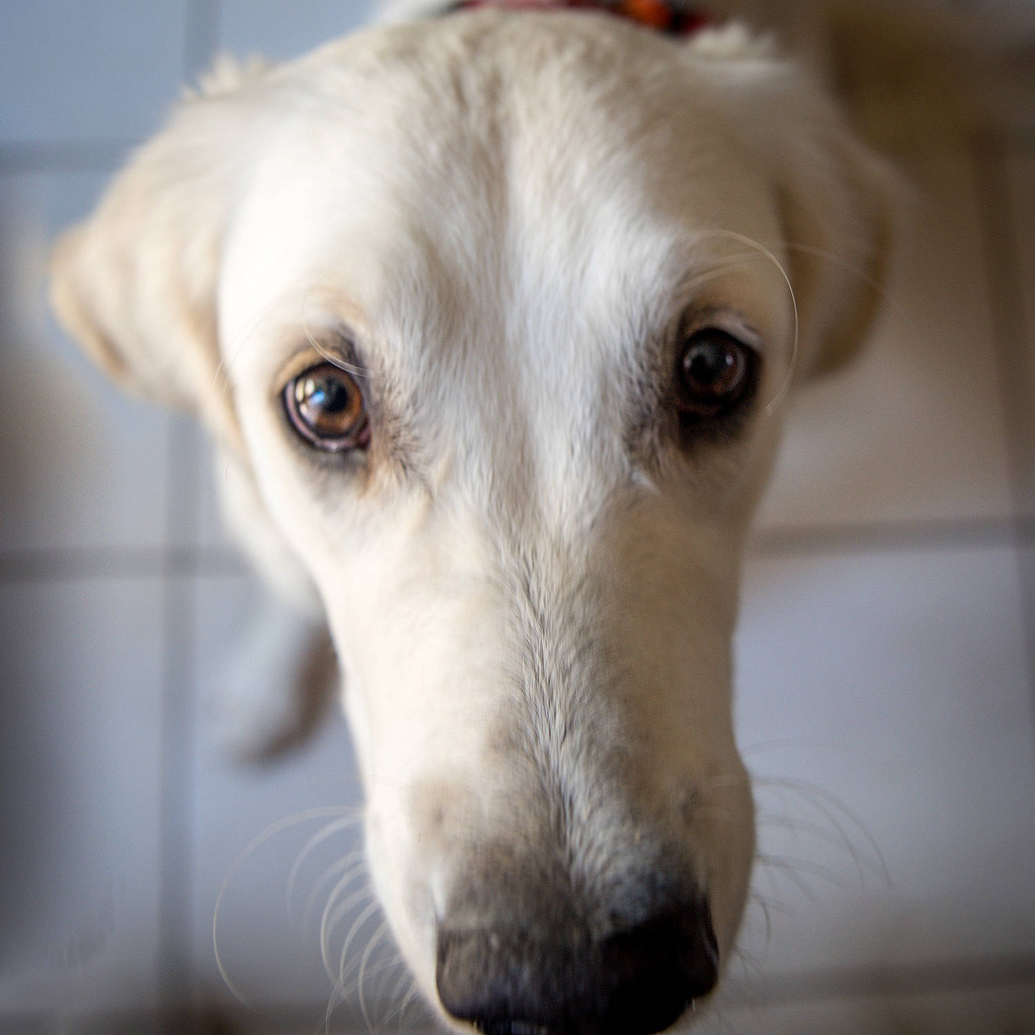Shelby participe au concours pour gagner de l'argent avec cette photo : canidae, carnivore, close_up, companion_dog, dog, dog_breed, ear, fawn, fur, labrador_retriever, laptop, pet_supply, snout, sporting_group, terrestrial_animal, whiskers, working_animal