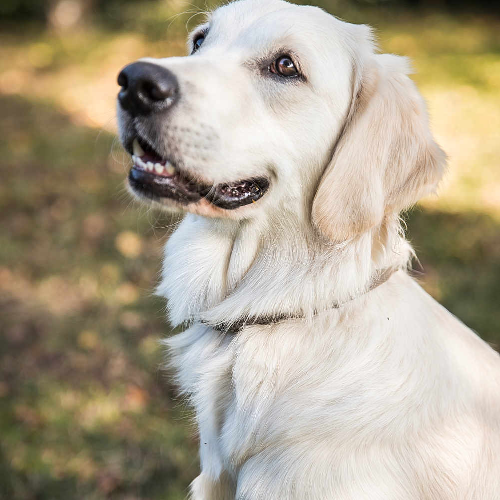 Shelby participe au concours pour gagner de l'argent avec cette photo : animal, canine, cockerspaniel, dog, eskimodog, goldenretriever, hound, labradorretriever, pet, puppy, whitedog