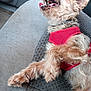 animal, candid, car_seat, close_up, cute, dog, fur, interior, napping, panting, paw, pet, red_harness, relaxed, seat, small_dog, teeth, terrier, tongue, upholstery
