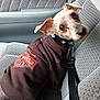 Chase is registered to the contest to win money with this photo: accessories, animal, belt, canine, car, car_interior, carseat, clothing, coat, couch, dog, furniture, hound, jacket, knitwear, pet, puppy, strap, sweater, transportation