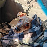 Chase joined the competition — help win amazing prizes! animal, blanket, canine, car, car_interior, carseat, couch, cushion, dog, furniture, homedecor, hound, machine, pet, puppy, spoke, terrier, towel, transportation, vehicle