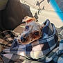 animal, blanket, canine, car, car_interior, carseat, couch, cushion, dog, furniture, homedecor, hound, machine, pet, puppy, spoke, terrier, towel, transportation, vehicle