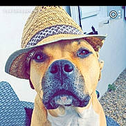 Orus a rejoint le concours — aidez-le/la à gagner de superbes lots ! dog, hat, straw_hat, outdoor, pet, canine, portrait, brown_dog, animal, chair, woven_chair, calm, serious, closeup, headwear, summer, domestic_animal, looking_at_camera, sitting, nature