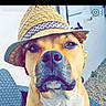 dog, hat, straw_hat, outdoor, pet, canine, portrait, brown_dog, animal, chair, woven_chair, calm, serious, closeup, headwear, summer, domestic_animal, looking_at_camera, sitting, nature