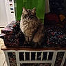 animal, bench, cat, decor, eyes, face, floor_tile, fluffy, fur, furniture, gift_wrap, green_bag, indoor, kitchen, magnet, pet, refrigerator, shadow, sitting, table