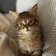 Lila a rejoint le concours — aidez-le/la à gagner de superbes lots ! kitten, cat, cute, furry, pet, animal, eyes, whiskers, blanket, soft, cozy, fur, tabby, indoor, young, portrait, curious, small, cute_animal, snuggled