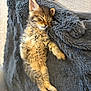 Lila participe au concours pour gagner de l'argent avec cette photo : kitten, sleeping, cat, furry, cute, pet, animal, cozy, blanket, resting, soft, fur, small, domestic_cat, tabby, relaxed, indoors, adorable, nap, young
