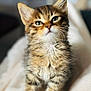 Lila a rejoint le concours — aidez-le/la à gagner de superbes lots ! kitten, tabby, cat, feline, fur, whiskers, ears, eyes, paws, blanket, texture, soft, indoor, pet, animal, curious, cute, portrait, young, sitting