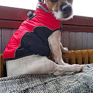 Simba a rejoint le concours — aidez-le/la à gagner de superbes lots ! dog, pet, jacket, red_jacket, black_jacket, blanket, indoor, wooden_panel, radiator, small_dog, cute, fur, sitting, looking_back, cozy, animal, domestic_animal, portrait, mammal, companion