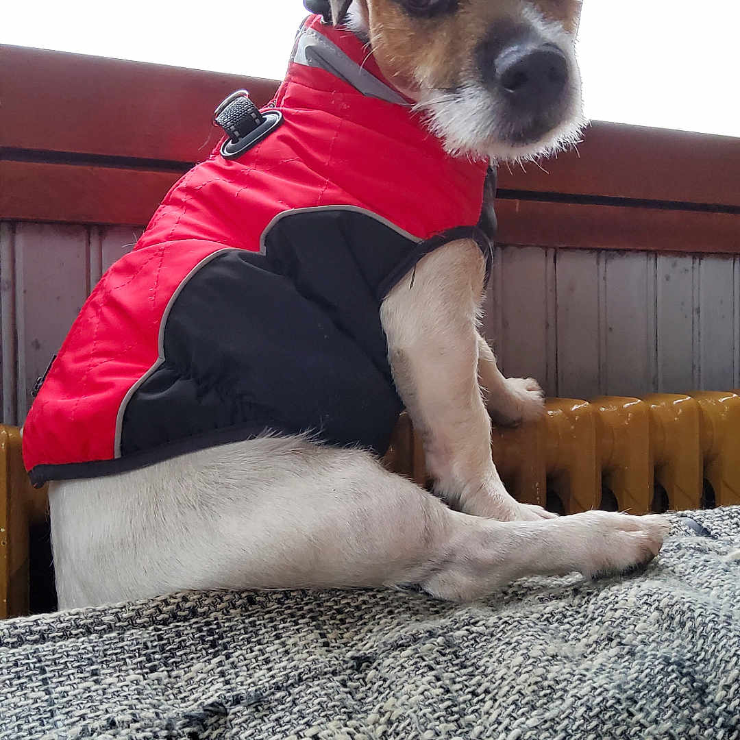 Simba a rejoint le concours — aidez-le/la à gagner de superbes lots ! animal, black_jacket, blanket, companion, cozy, cute, dog, domestic_animal, fur, indoor, jacket, looking_back, mammal, pet, portrait, radiator, red_jacket, sitting, small_dog, wooden_panel