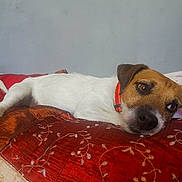 Simba a rejoint le concours — aidez-le/la à gagner de superbes lots ! animal, bed, blanket, brown_fur, canine, comfort, cozy, cute, dog, domestic, fur, indoor, looking, lying_down, pet, quiet, red_collar, resting, texture, white_fur