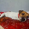 animal, bed, blanket, brown_fur, canine, comfort, cozy, cute, dog, domestic, fur, indoor, looking, lying_down, pet, quiet, red_collar, resting, texture, white_fur
