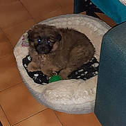 Peio participe au concours pour gagner de l'argent avec cette photo : puppy, dog, pet_bed, toy, green_ball, floor, tile_floor, brown_fur, curled_up, indoor, furniture, blanket, cozy, small_dog, cute, animal, resting, looking_at_camera, home, domestic