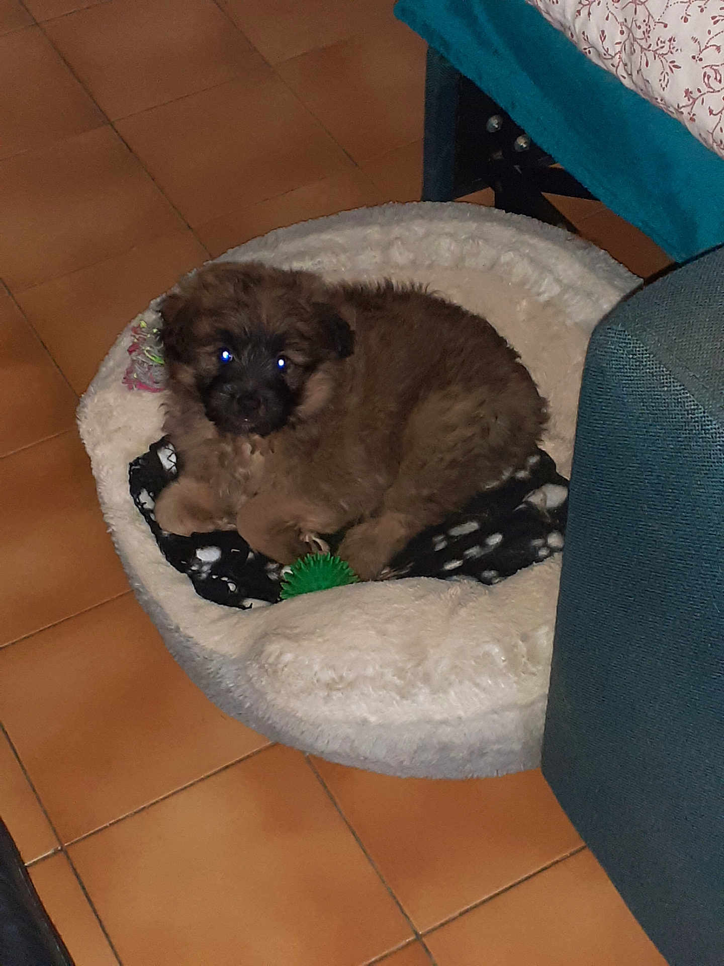 Peio participe au concours pour gagner de l'argent avec cette photo : puppy, dog, pet_bed, toy, green_ball, floor, tile_floor, brown_fur, curled_up, indoor, furniture, blanket, cozy, small_dog, cute, animal, resting, looking_at_camera, home, domestic