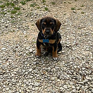 Sir Slate joined the competition — help win amazing prizes! accessories, animal, beagle, canine, dog, flagstone, gravel, hound, labradorretriever, path, pebble, pet, plant, puppy, road, rock, rubble, slate, soil, walkway