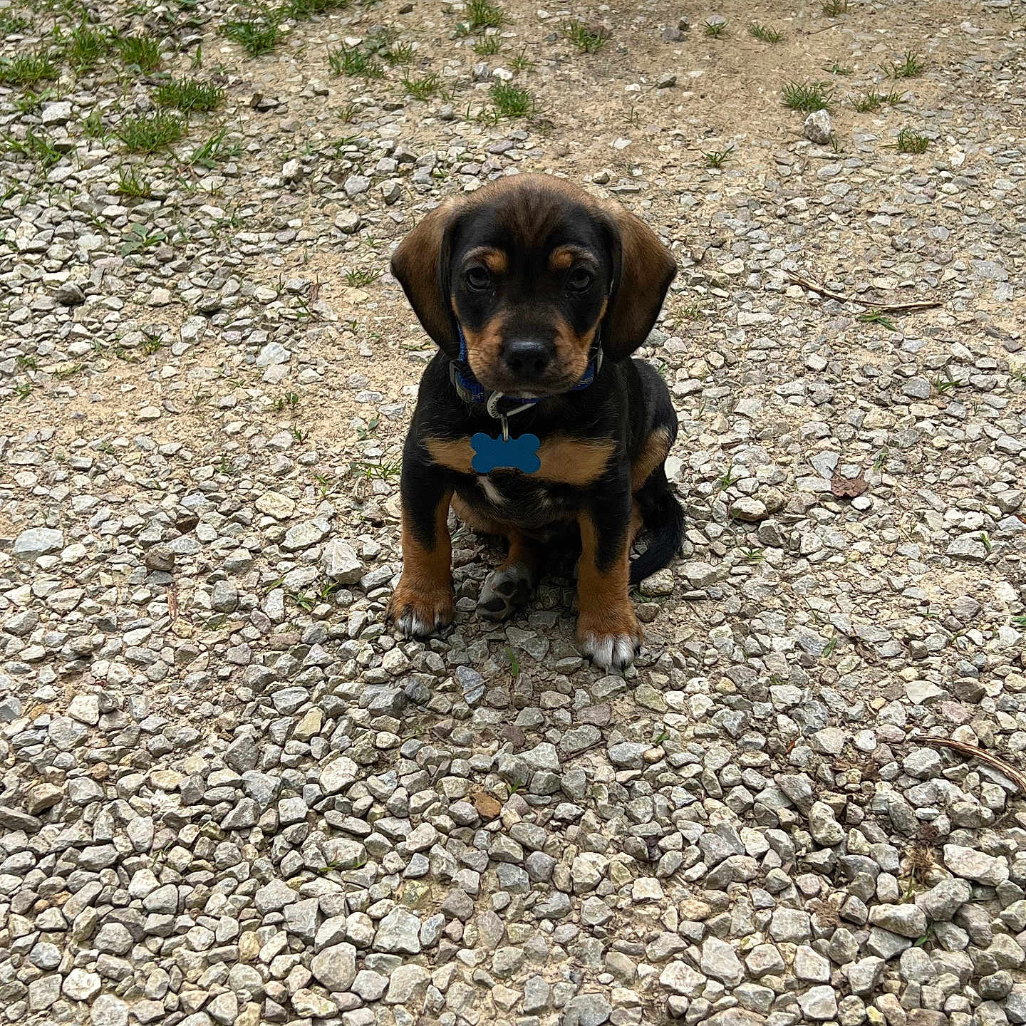 Sir Slate joined the competition — help win amazing prizes! accessories, animal, beagle, canine, dog, flagstone, gravel, hound, labradorretriever, path, pebble, pet, plant, puppy, road, rock, rubble, slate, soil, walkway