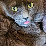 cat, gray_cat, pet, close_up, yellow_eyes, tongue_out, fur, whiskers, ears, towel, cozy, indoor, portrait, looking_at_camera, cute, fluffy, texture, relaxed, long_fur, blep